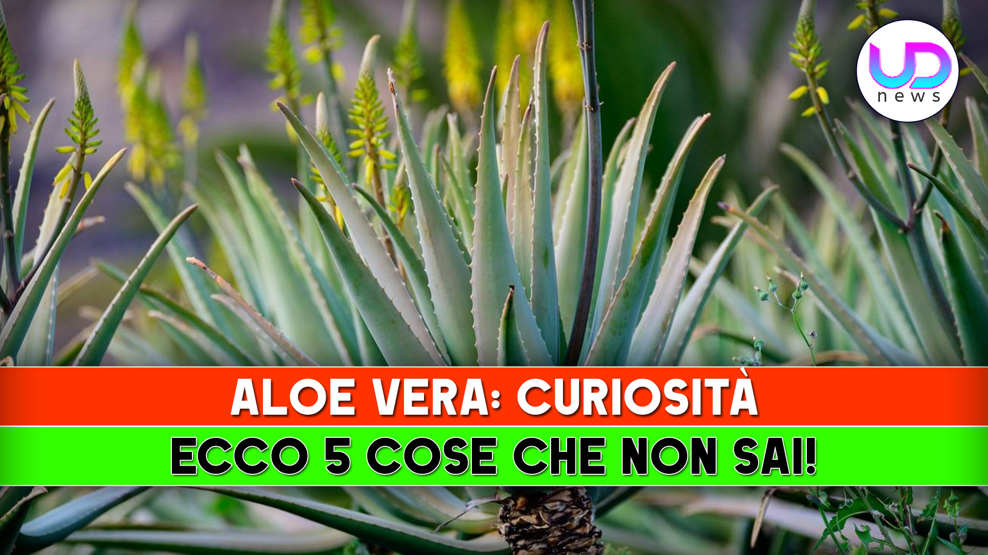 aloe vera curiosit224 ecco 5 cose che non sai da Uominiedonnenews.it aloe vera curiosit224 ecco 5 cose che non sai